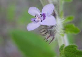 Image result for Mesosphaerum