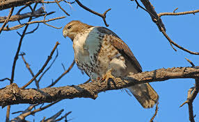 Пользователь screeching hawk добавил видео. Species Spotlight Red Tailed Hawk
