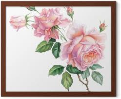 Cornice rettangolare bianca con un bellissimo fiocco sullo sfondo di piccoli fiori rosa. Quadro Su Tela Fiori Rosa Bianchi Vintage Rose Isolati Su Sfondo Bianco Illustrazione Dell Acquerello Di Matita Colorata Pixers Viviamo Per Il Cambiamento