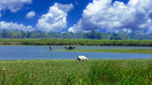 Kaziranga National Park
