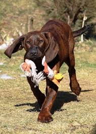 Image result for hannoverský barvář