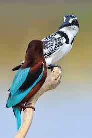 Birds In My Area Now White Throated Kingfisher Meets Pied Kingfisher To Followers Of This Board I Will Now Pin Most Animal Photos To My New B Beautiful Birds Colorful Birds Birds