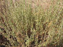 Image result for Pollichia