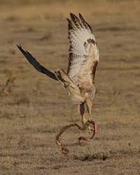 Despite that, it's impossible to say that a hawk cannot hold a dog heavier than that, even if the chances aren't as likely. Red Tailed Hawk Wikipedia