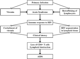Image result for HIV Pathophysiology