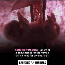 Guide To Dog Abortion Costs Methods Legality Of Pregnancy Termination