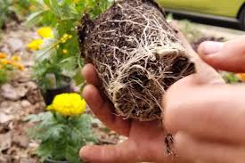 It doesn't drain in the spring and cracks like the grand canyon in the summer. How To Plant Grow And Care For Marigolds Gardener S Path