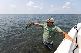 Eastern Shore seabed mining proposal threatens 60 years of conservation, environmentalists say