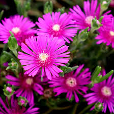 Image result for Delosperma spp.