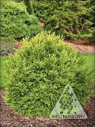 Image result for Cryptomeria