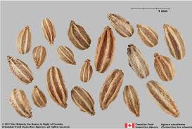 Image result for Conium