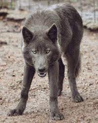Blue Wolf Dog Wolf Hybrid Wolf Dog Wolf Poses
