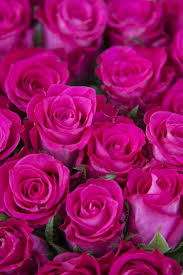 Rose Orchestra Beautiful Rose Flowers Beautiful Pink Flowers Pretty Flowers