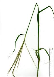 Image result for Digitaria gazensis