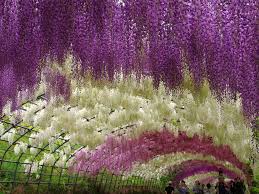 Pin On The Garden Of My Dreams