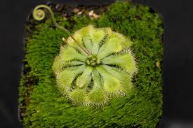 Image result for Drosera natalensis