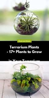 The Cambridge Dictionary Defines A Terrarium As A Glass Container In Which Plants Are Grown Although The Definitio In 2020 Terrarium Plants Terrarium Small Terrarium