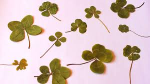 Weil am Rhein: Unzählige „Glücksbringer“ zwischen den Bücherseiten