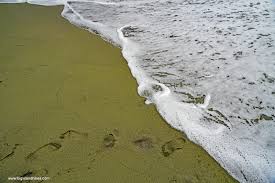 The place has its problems: PapakÅlea Green Sand Beach Big Island Hikes