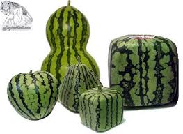 different shaped of watermelons 