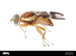 Image result for Rhagoletis completa