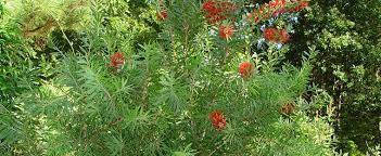 A favorite is the needle palm (rhapidophyllum hystrix), a native of the southeastern united states and the most cold hardy. Callistemon Red Cluster Bottlebrush Tree Callistemon Rigidus Clemson Hardy