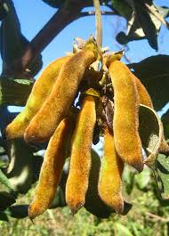 Image result for Mucuna