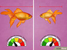 3 Ways To Fix Swim Bladder Disease In Goldfish Wikihow