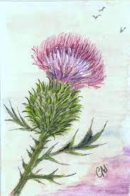 Thistle Painting Flower Drawing Drawings