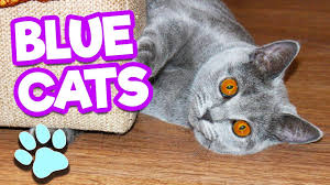 These cats are known to be highly intelligent and playful but tend to be timid around strangers. Russian Blue Cats Are Funny Cute Smart Thatpetlife Youtube