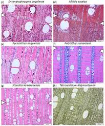 Image result for Staudtia