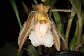 Pin On Coelogyne