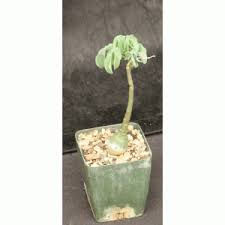 Image result for Adenia glauca