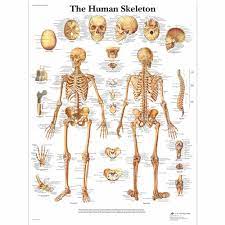 Human skeleton, the internal skeleton that serves as a framework for the body. Human Skeleton Poster Human Skeleton Chart Paper