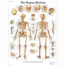 Japanese artist satoshi kawasaki is. Human Skeleton Poster Human Skeleton Chart Paper