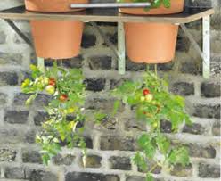 Upside Down Tomatentopf Garten Ideen Tomatenpflanzen Und Garten Pflanzen