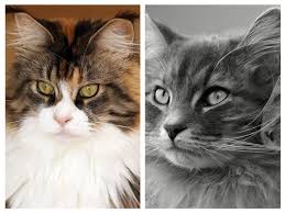 Who S The Bigger Snow Giant Maine Coon Vs Siberian Mainecoon Org