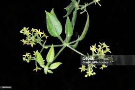 Image result for Rubia cordifolia