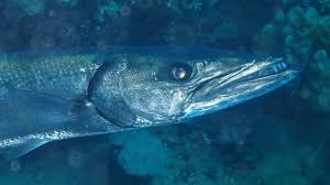 Finding nemo barracuda attack chorded effects reverse. Nemo Oder Clownfisch Bild Von Wonderful Dive Marsa Alam Tripadvisor