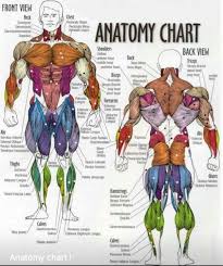 How to exercise back muscles at home? Human Body Muscles Reference Novocom Top