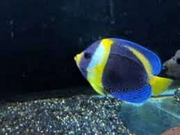 Black And White Striped Angelfish Scribbled Angelfish Spawned And Reared In Land Based Saltwater Ponds In Bali Indonesia The Lips Are A Dull Yellow While The Face Angel Fish Aquarium Fish Fish