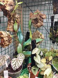 Image result for Selaginella imbricata