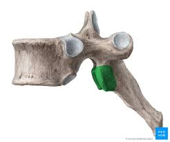 The nco is the backbone of the army. kipling first said it in 1895, in a poem called the 'eathen. the poem, written in a cockney accent, contains 19 stanzas. Thoracic Vertebrae Anatomy Function And Definition Kenhub