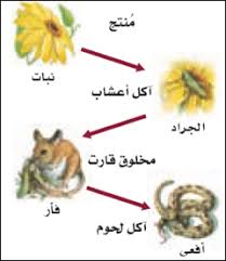 1 2انتقال الطاقة في النظام البيئي الملف الالكتروني