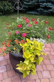 Container Gardening Container Gardening Outdoor Flowers Plants