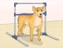 Resultado de imagen de cruz en perros