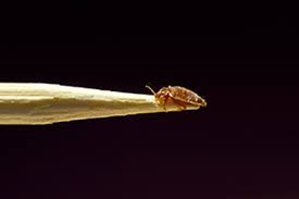 What is the right bed bug detector to find bed bugs at home or at a hotel? Bed Bugs City Of Hamilton Ontario Canada