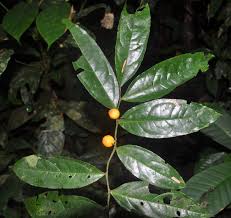 Image result for Olacaceae