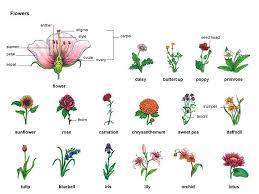 Pin By Mkhin On Enl English Vocabulary Vocabulary Pictures Learn English