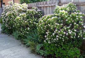 Maybe you would like to learn more about one of these? Tips To Get A Jade Plant To Bloom Dummer ç¶ æ‰‹æŒ‡ æœ€å°ˆæ¥­çš„é¤ŠèŠ±app